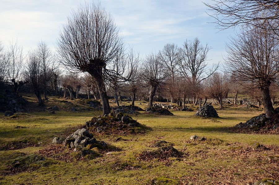 Bråbygden. Hage med hamlade träd och massor med stenrösen. Foto Anders Ehrlemark 2014.