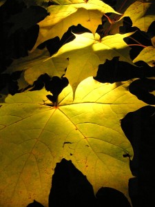 Höstlöv i mörker. Autumn leaves in the darknes